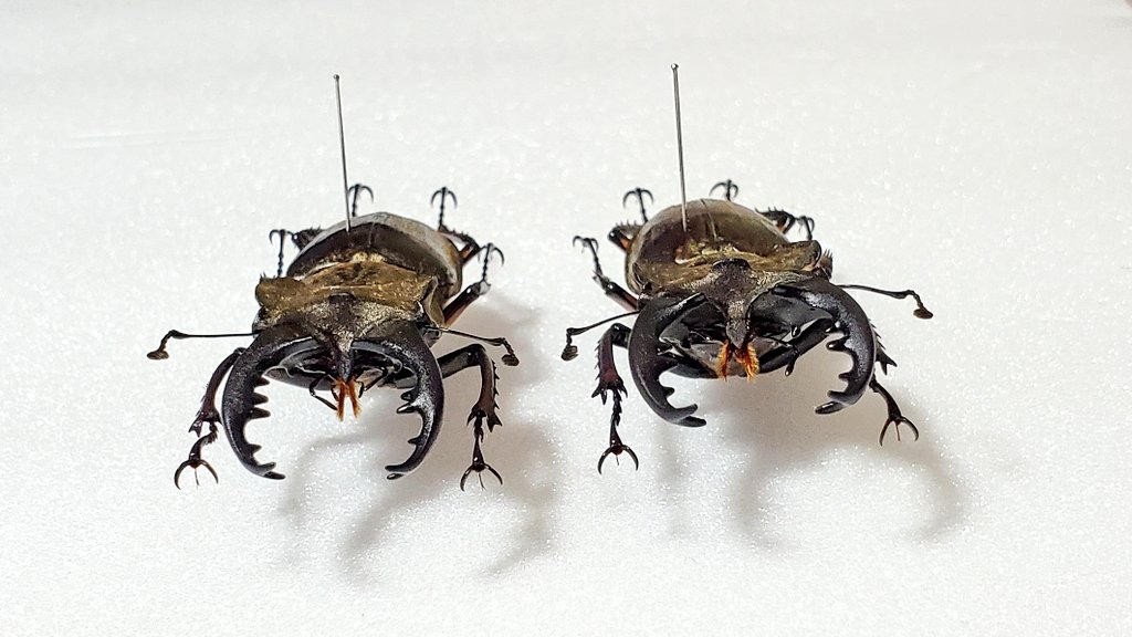 Nicagus2's tweet photo. Lucanus 
  maculifemoratus maculifemoratus
ミヤマクワガタ
原名亜種
左 70.0㎜ 右 69.5㎜
道の駅 おばあちゃん市・山岡で購入しました👍️今年大きいのが採れなかったので…😆 https://t.co/AN5zeuSd2B
