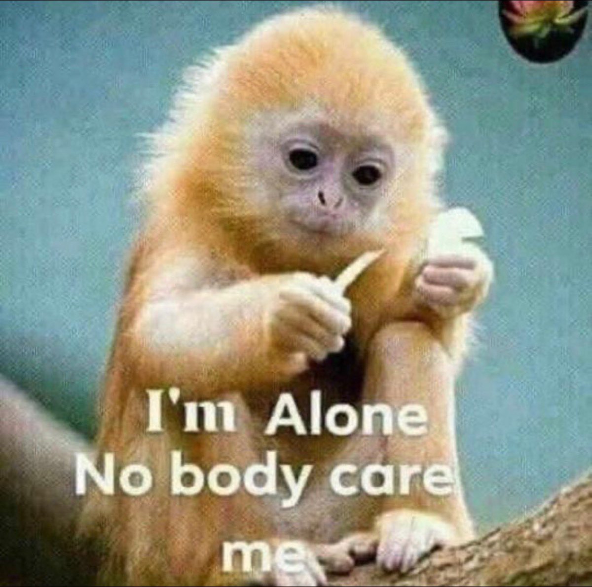 orange chimp tweet media