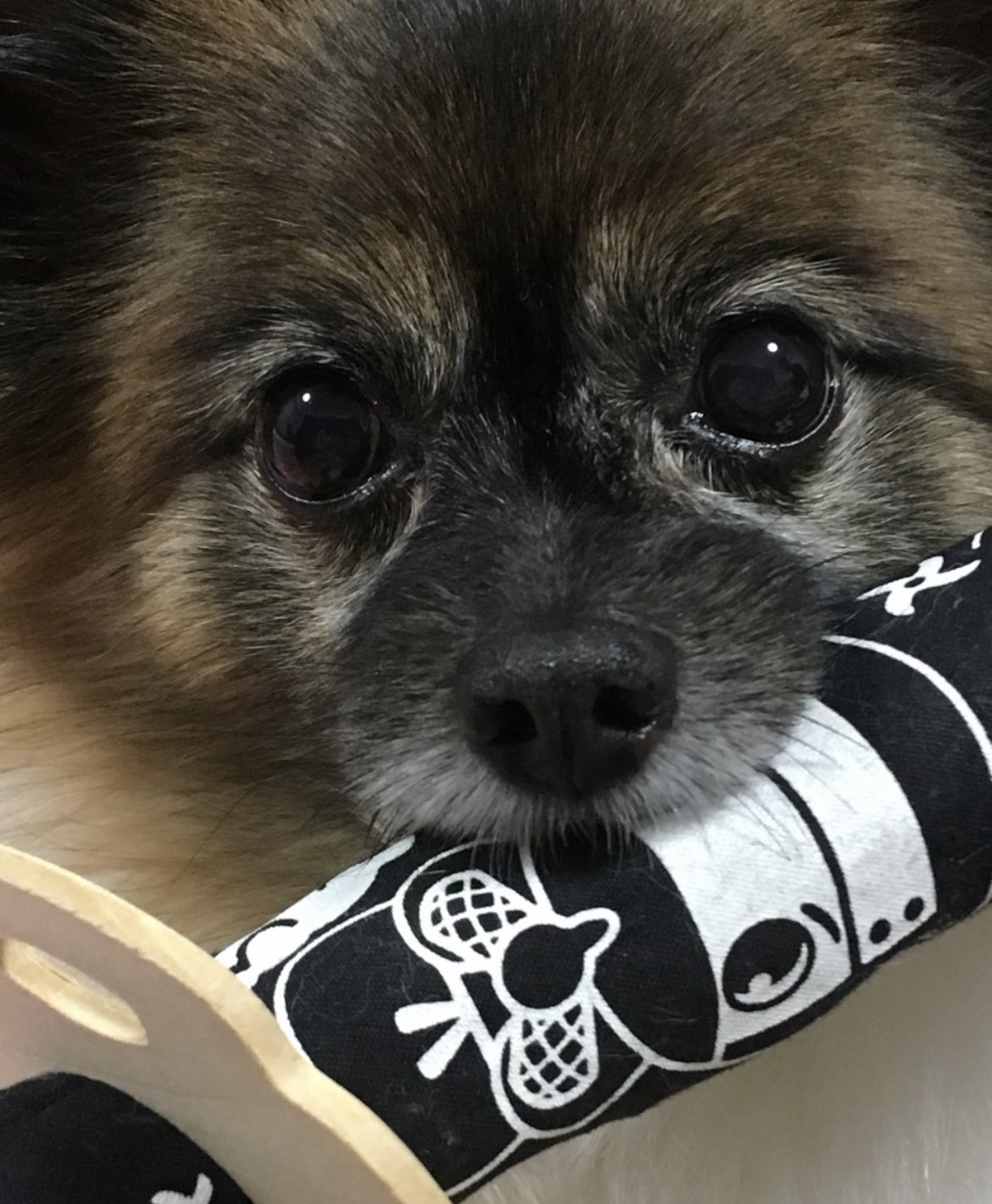 犬のツボ Twitter Search Twitter