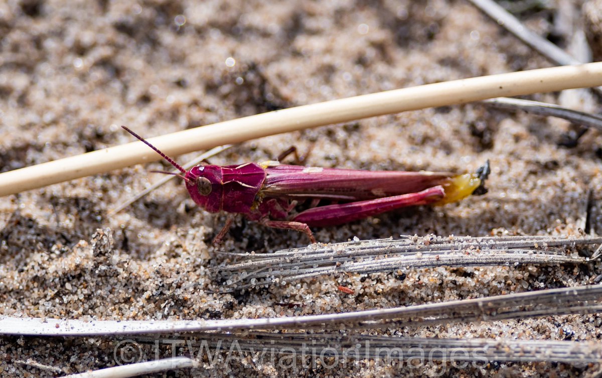 JTWAviationImag's tweet photo. On the dunes next to @RAF_Valley yesterday, Jack and @JosephMaskrey2 saw Meadow Grasshoppers... only, due to a process called "erythrism", they are pink. An extremely rare and chance encounter, although 300mm + 1.4x extender is not ideal for bugs! @BBCSpringwatch #PinkGrasshopper https://t.co/P4ujieYx5f