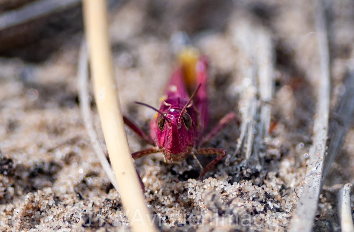 JTWAviationImag's tweet photo. On the dunes next to @RAF_Valley yesterday, Jack and @JosephMaskrey2 saw Meadow Grasshoppers... only, due to a process called "erythrism", they are pink. An extremely rare and chance encounter, although 300mm + 1.4x extender is not ideal for bugs! @BBCSpringwatch #PinkGrasshopper https://t.co/P4ujieYx5f
