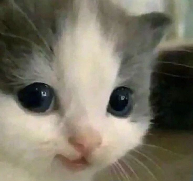 sofyagee's tweet photo. >совсем....благодаря твиттеру я познакомилась со многими крутышками, спасибо, что были со мной, люблю вас♡♡♡♡♡
PS если вдруг я вернусь, то вряд ли на этот акк https://t.co/3Ek47pe585