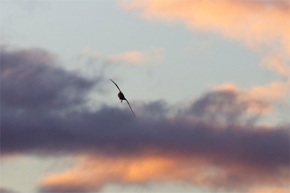A few sunset pics from Rathlin - still going through all of the photos!