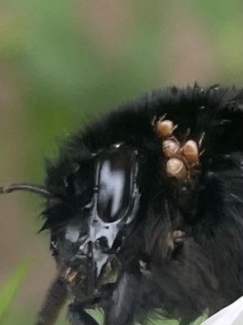 Second bumblebee I have seen in the garden in 2 days with these mites? around their heads. Bees not flying but able to beat their wings. Anyone know anything about this?
#bumblebee #bumblebeeconservationtrust #beekeeping
