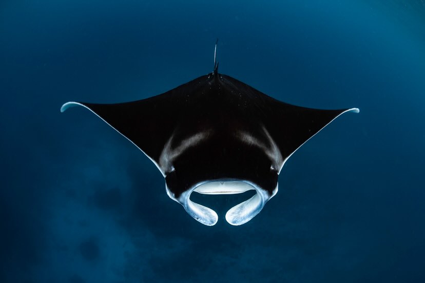 Protect Ningaloo tweet media