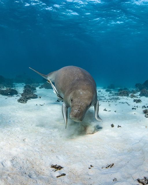 Protect Ningaloo tweet media