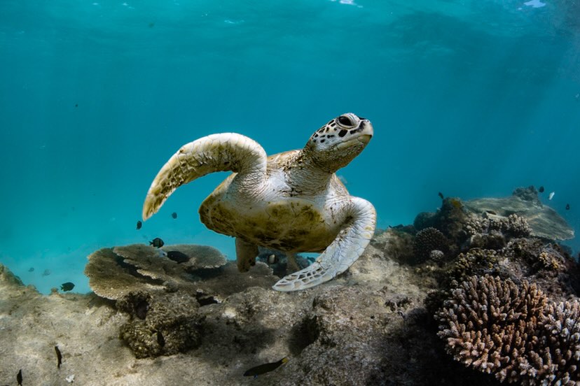 Protect Ningaloo tweet media