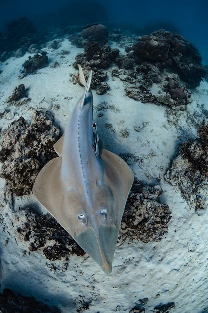 Protect Ningaloo tweet media