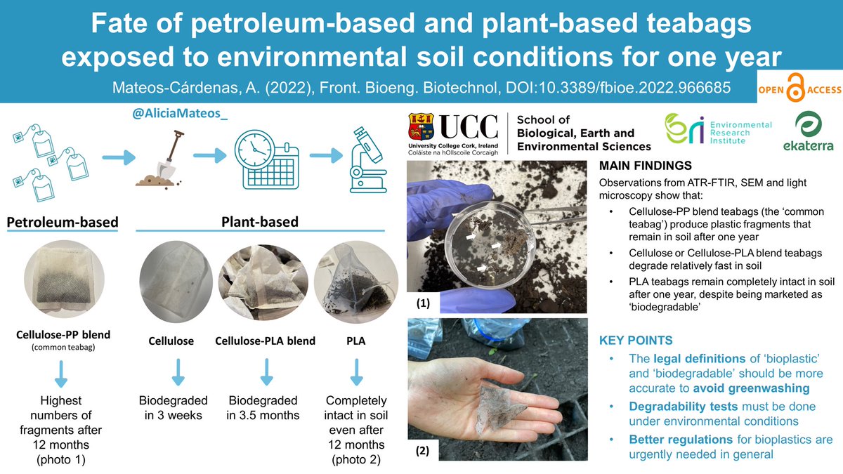 🆕📄🚨 NEW #openaccess PAPER ALERT! 

Did you know that teabags contain plastics? Some of them are now made of #bioplastics! Do they actually degrade? I tested them for one year under environmental conditions 👩‍🔬

The paper: doi.org/10.3389/fbioe.… 
🧵Thread below 👇🏼