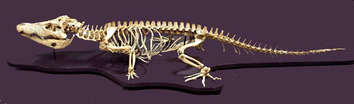 MNCN_Col's tweet photo. El cocodrilo cubano (Crocodylus rhombifer) se distribuyó ampliamente por #Cuba hasta mediados del siglo XIX, ahora está En Peligro Crítico. Este esqueleto fue adquirido por la Comisión Científica del Pacífico (1862-1866) y montado en el MNCN cuando lo dirigía #Graells. #MNCN250 https://t.co/amqa2rYal5