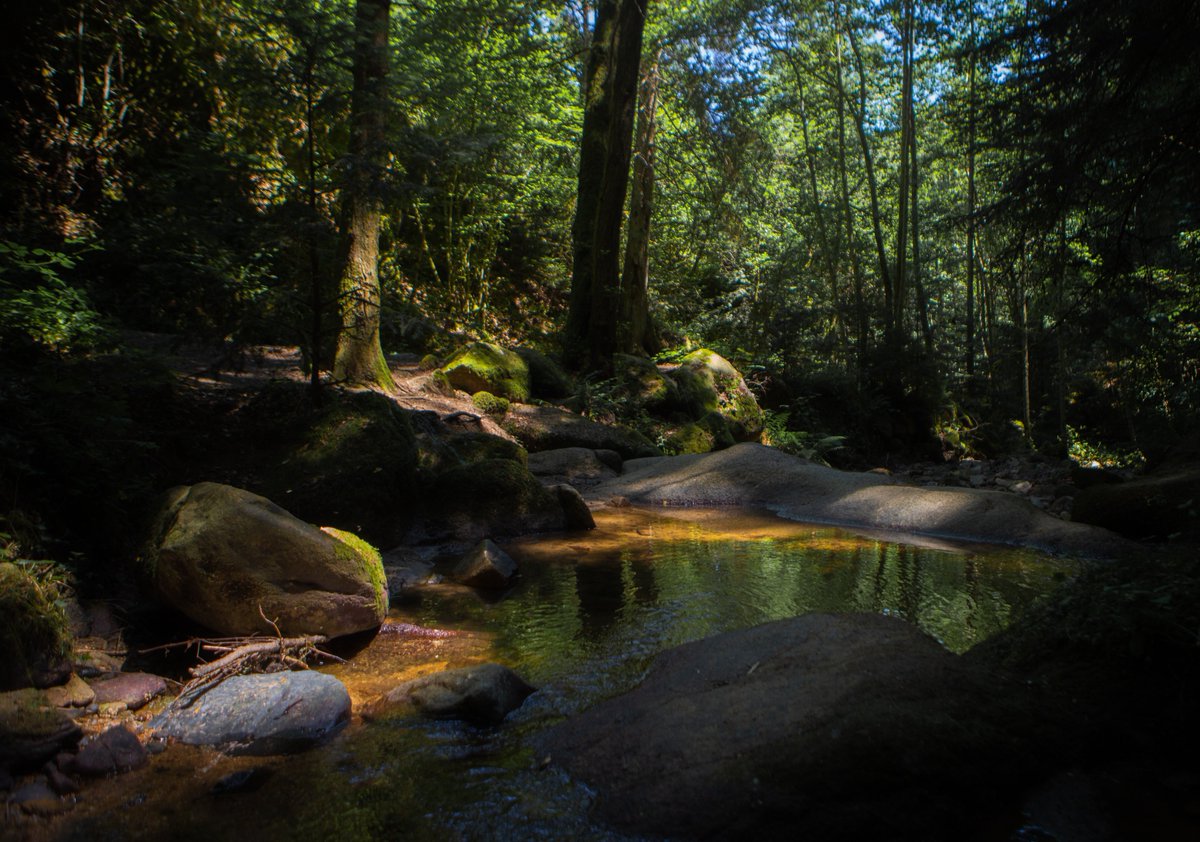 🌳Let's make a forest and nature thread ! Want some green, fog, flower well some distance for the town

Here is mine to start it off👇