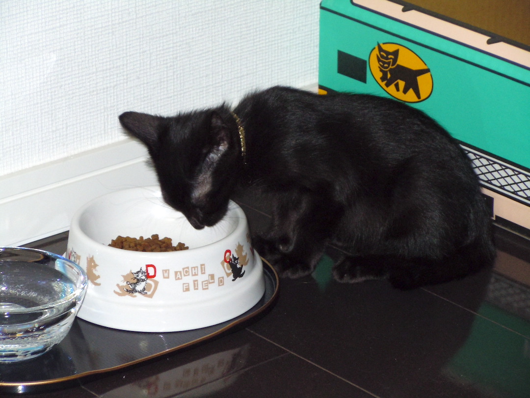 ネコ食事中 Twitter Search Twitter ネコ食事中 Twitter Search Twitter