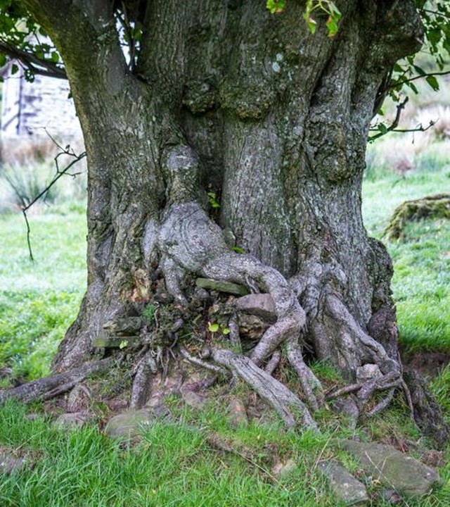 DrSamGeorge1's tweet photo. SPOOKY &amp; ENCHANTED TREES inspire their own folklore; 70ft Beech tree, Bury St Edmonds, nicknamed 'The World's Scariest Tree'; 'Enchanted Pixie Tree', Cheshire; 'The Screaming Tree', Epping #botanicalgothic https://t.co/x3CnliZMKu