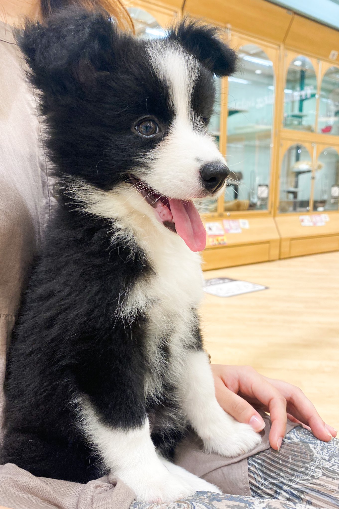 sakio on Twitter: "2ヶ月のボーダーコリーちゃん…可愛過ぎて涙でた……… https://t.co/zRixRIn8yC" / Twitter