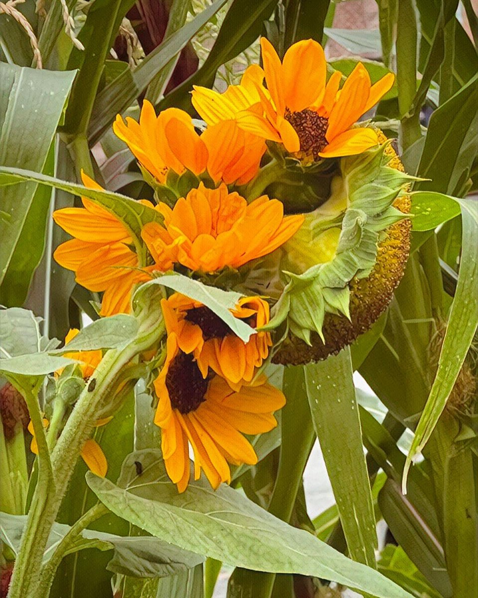 r_fototkr's tweet photo. Morning! ๐ฅฑ
#sunflowers #helianthus #summersclose #Flowers #chicago @GettyImages #GardenersWorld #GardeningTwitter https://t.co/EooAdaVioN
