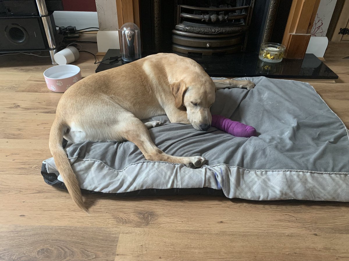 EliteElect1's tweet image. Feeling sorry for myself - Emergency operation after ripping out one of my claws on the beach