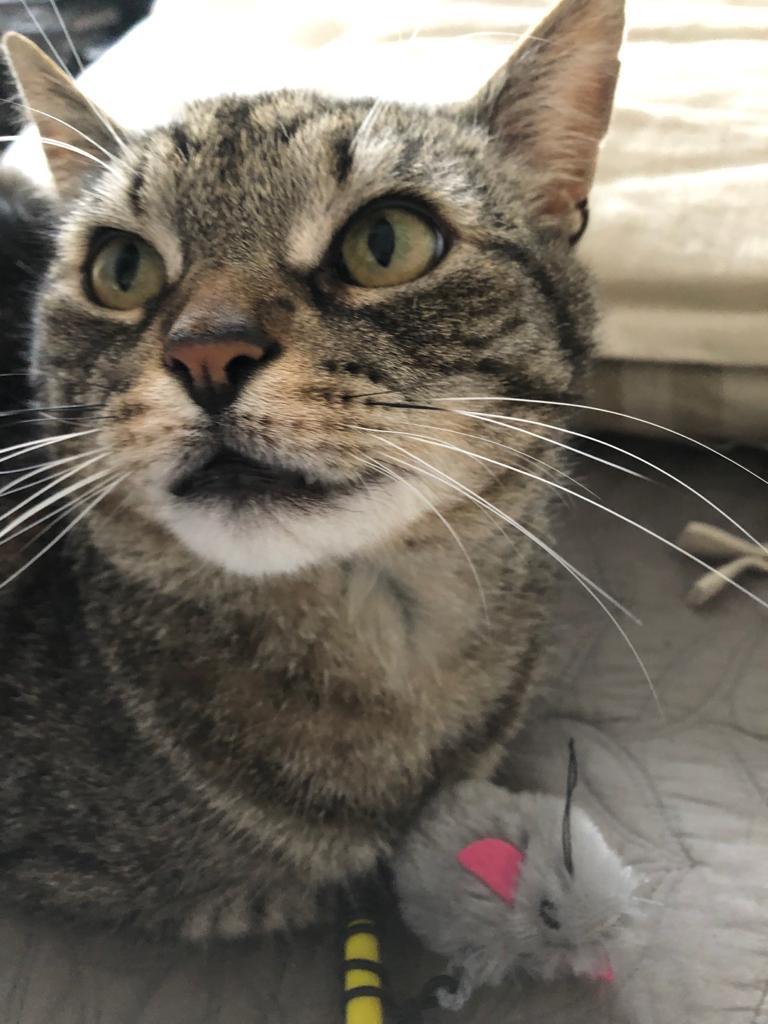 RanelaghLife's tweet photo. This handsome cat, Claude, has been missing since Sunday. Might be around Albany Rd area. He is microchipped and doesn't like being picked up. Please keep your eyes peeled and RT's appreciated as ever folks! https://t.co/cmHjo58SGh