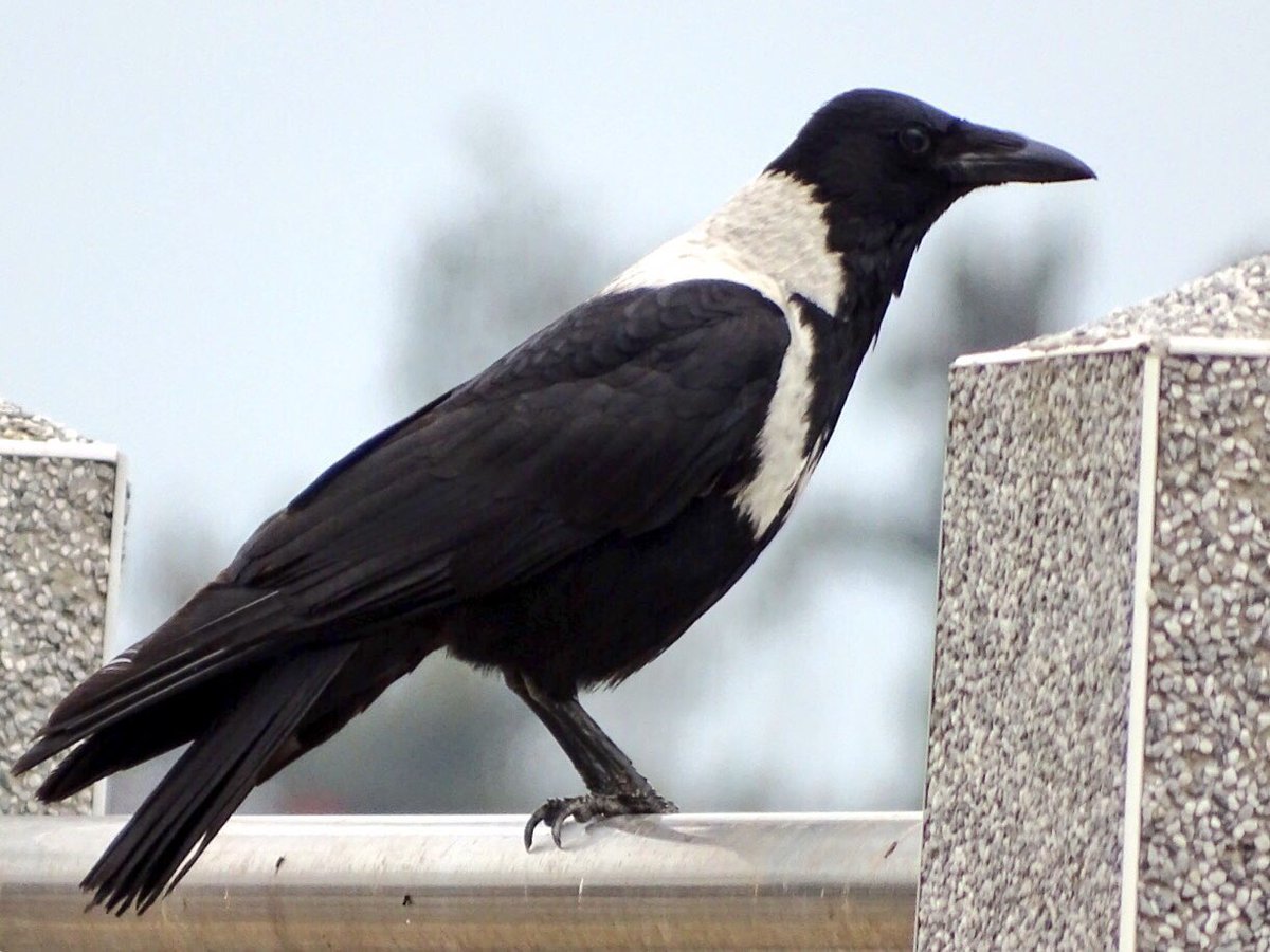 TaiwanBirding's tweet photo. Today is ‘Crow Day’ in 🇯🇵. Explore this lovely hashtag: #カラスの日
A big “Caw” from this Collared #Crow (玉頸鴉 on the Taiwanese island of Kinmen. https://t.co/tFy9vz0QBe