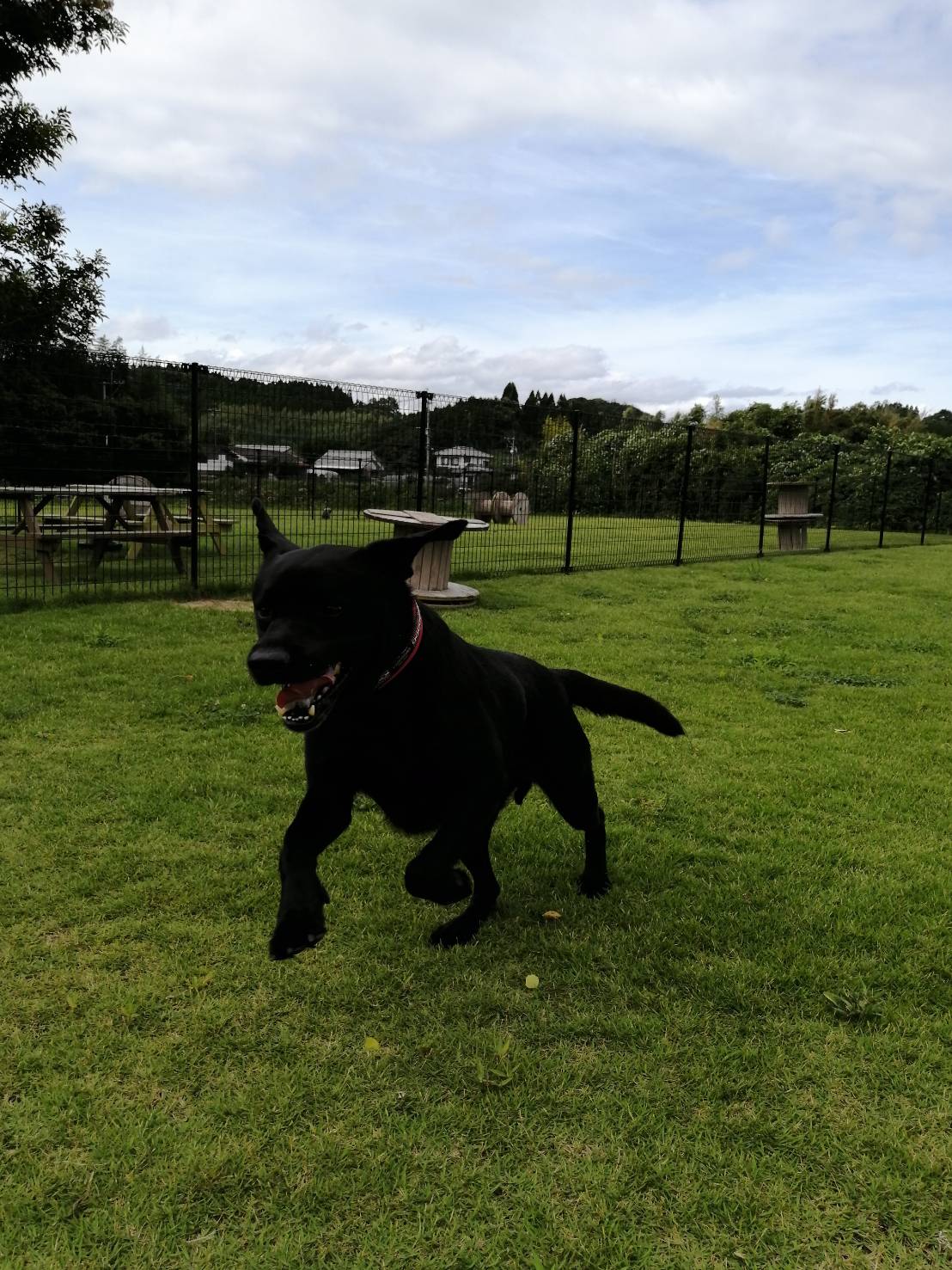 黒ラブラドール Twitter Search Twitter