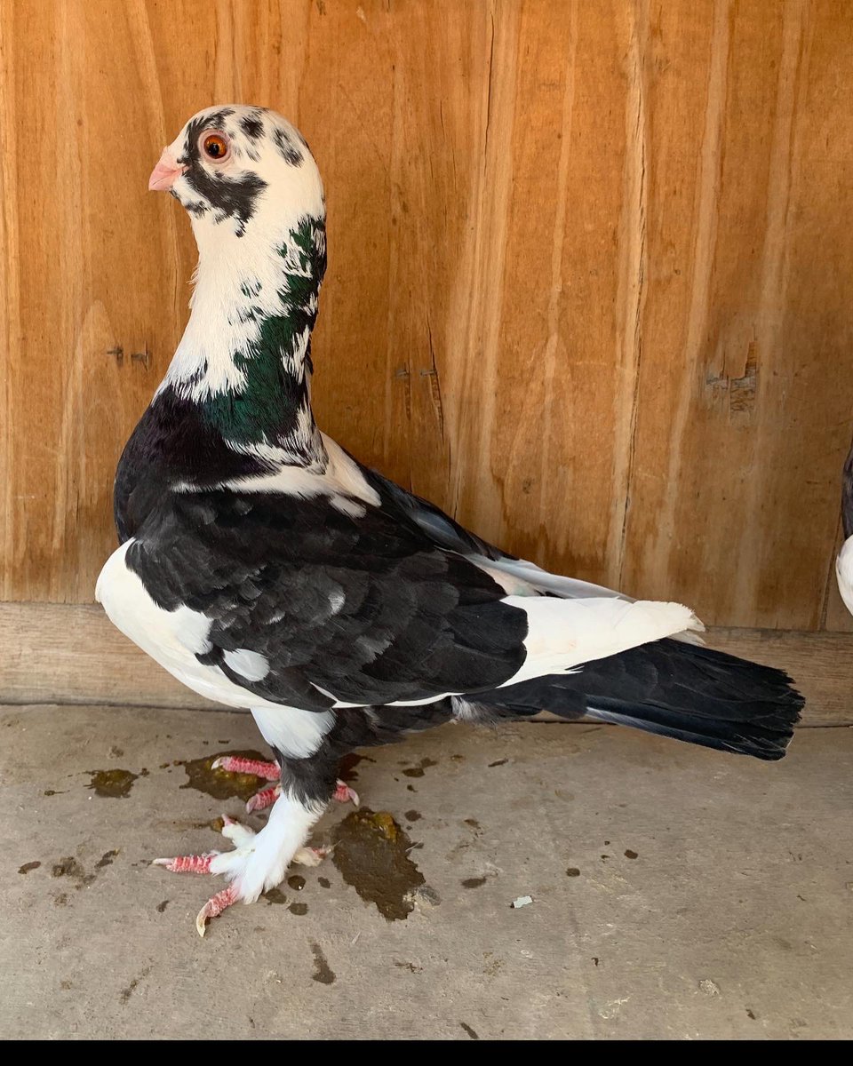 SammanFarm's tweet image. الموقع / الرياض - السلي
الزوج الاول / مطوق سوري
الذكر الازرق - الطيرة اللون الاسود
انتاج وصحة على الشرط
الزوج الثاني / حديدي احمر
الذكر سرولة
الطيرة وردة في الصدر
يوجد توصيل بمعرفتي وعلى حساب المشتري