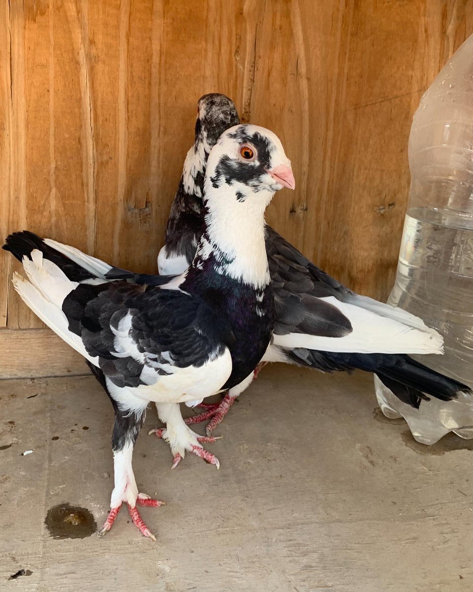 SammanFarm's tweet image. الموقع / الرياض - السلي
الزوج الاول / مطوق سوري
الذكر الازرق - الطيرة اللون الاسود
انتاج وصحة على الشرط
الزوج الثاني / حديدي احمر
الذكر سرولة
الطيرة وردة في الصدر
يوجد توصيل بمعرفتي وعلى حساب المشتري