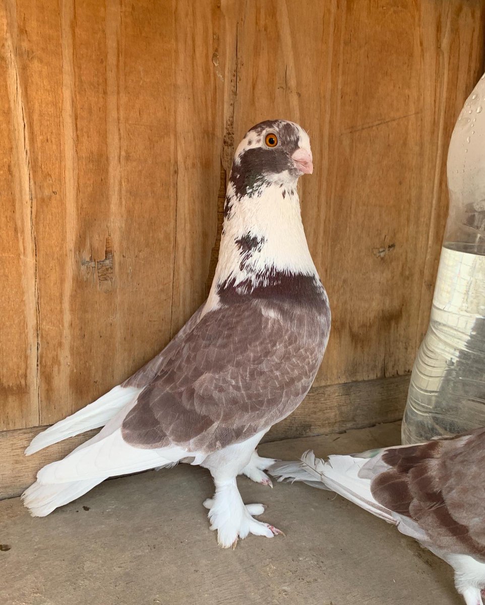 SammanFarm's tweet image. الموقع / الرياض - السلي
الزوج الاول / مطوق سوري
الذكر الازرق - الطيرة اللون الاسود
انتاج وصحة على الشرط
الزوج الثاني / حديدي احمر
الذكر سرولة
الطيرة وردة في الصدر
يوجد توصيل بمعرفتي وعلى حساب المشتري