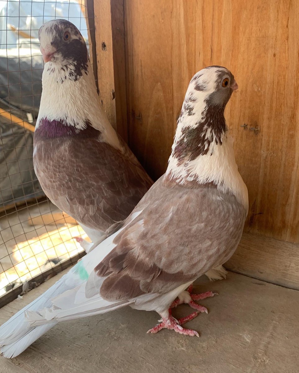 SammanFarm's tweet image. الموقع / الرياض - السلي
الزوج الاول / مطوق سوري
الذكر الازرق - الطيرة اللون الاسود
انتاج وصحة على الشرط
الزوج الثاني / حديدي احمر
الذكر سرولة
الطيرة وردة في الصدر
يوجد توصيل بمعرفتي وعلى حساب المشتري