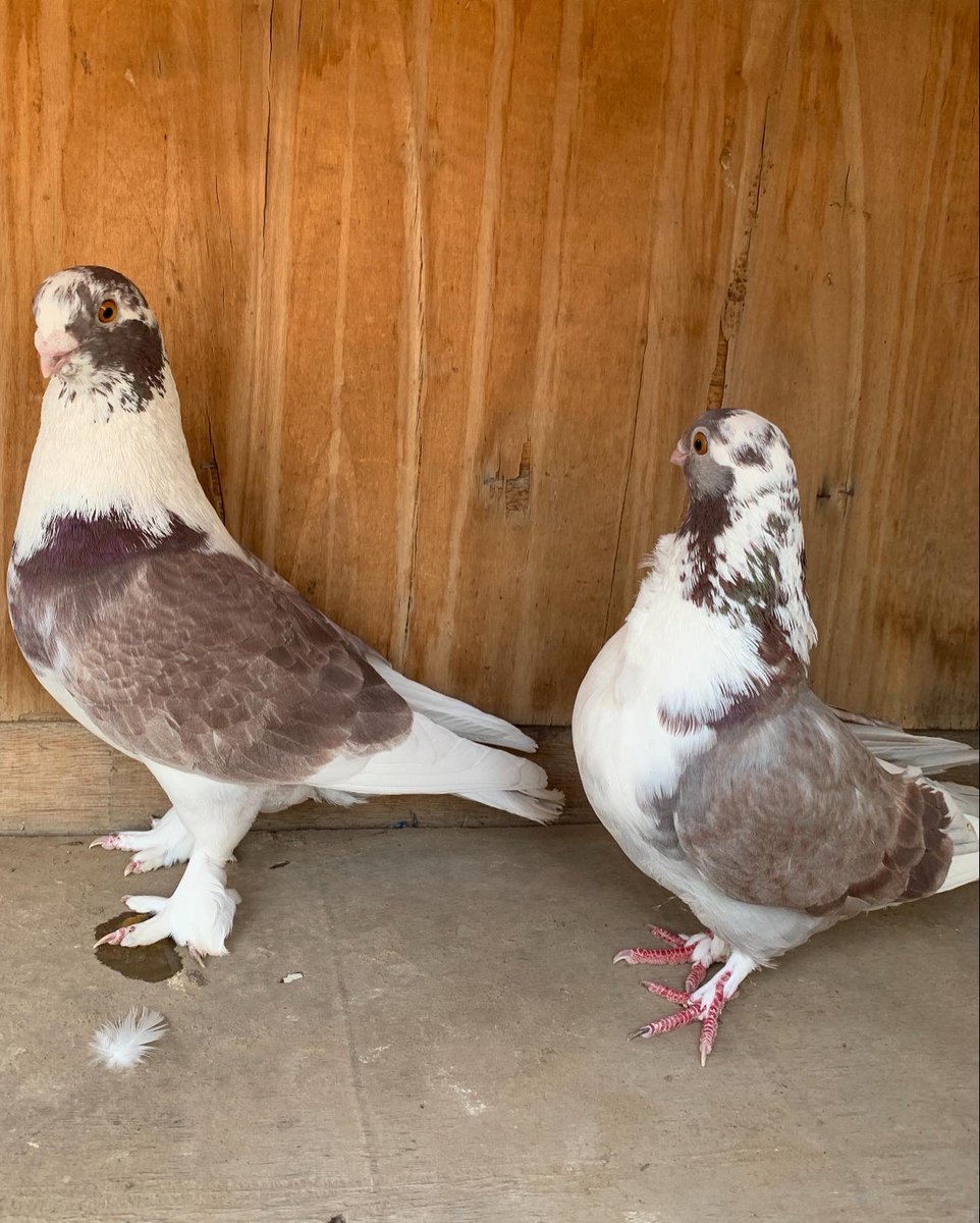 SammanFarm's tweet image. الموقع / الرياض - السلي
الزوج الاول / مطوق سوري
الذكر الازرق - الطيرة اللون الاسود
انتاج وصحة على الشرط
الزوج الثاني / حديدي احمر
الذكر سرولة
الطيرة وردة في الصدر
يوجد توصيل بمعرفتي وعلى حساب المشتري