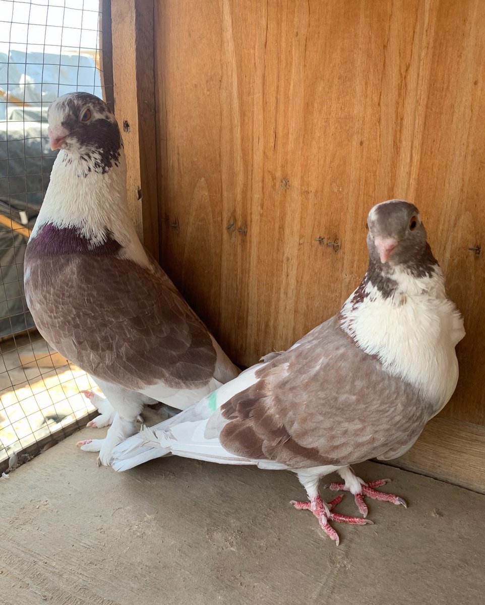 SammanFarm's tweet image. الموقع / الرياض - السلي
الزوج الاول / مطوق سوري
الذكر الازرق - الطيرة اللون الاسود
انتاج وصحة على الشرط
الزوج الثاني / حديدي احمر
الذكر سرولة
الطيرة وردة في الصدر
يوجد توصيل بمعرفتي وعلى حساب المشتري