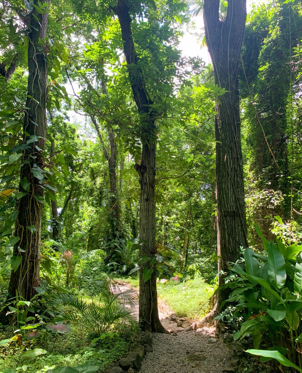 Stonefield_Res's tweet photo. POV: You're taking a scenic stroll to our magnificent petroglyphs 🍃 

Fun fact: The ancient rock carvings, a Saint Lucian historical landmark, forms the resorts logo. 

#stonefieldvillaresort #escaperelaxrejuvenate #saintlucia #naturetrails #petroglyphs #travelsaintlucia https://t.co/2b8RqWVprB