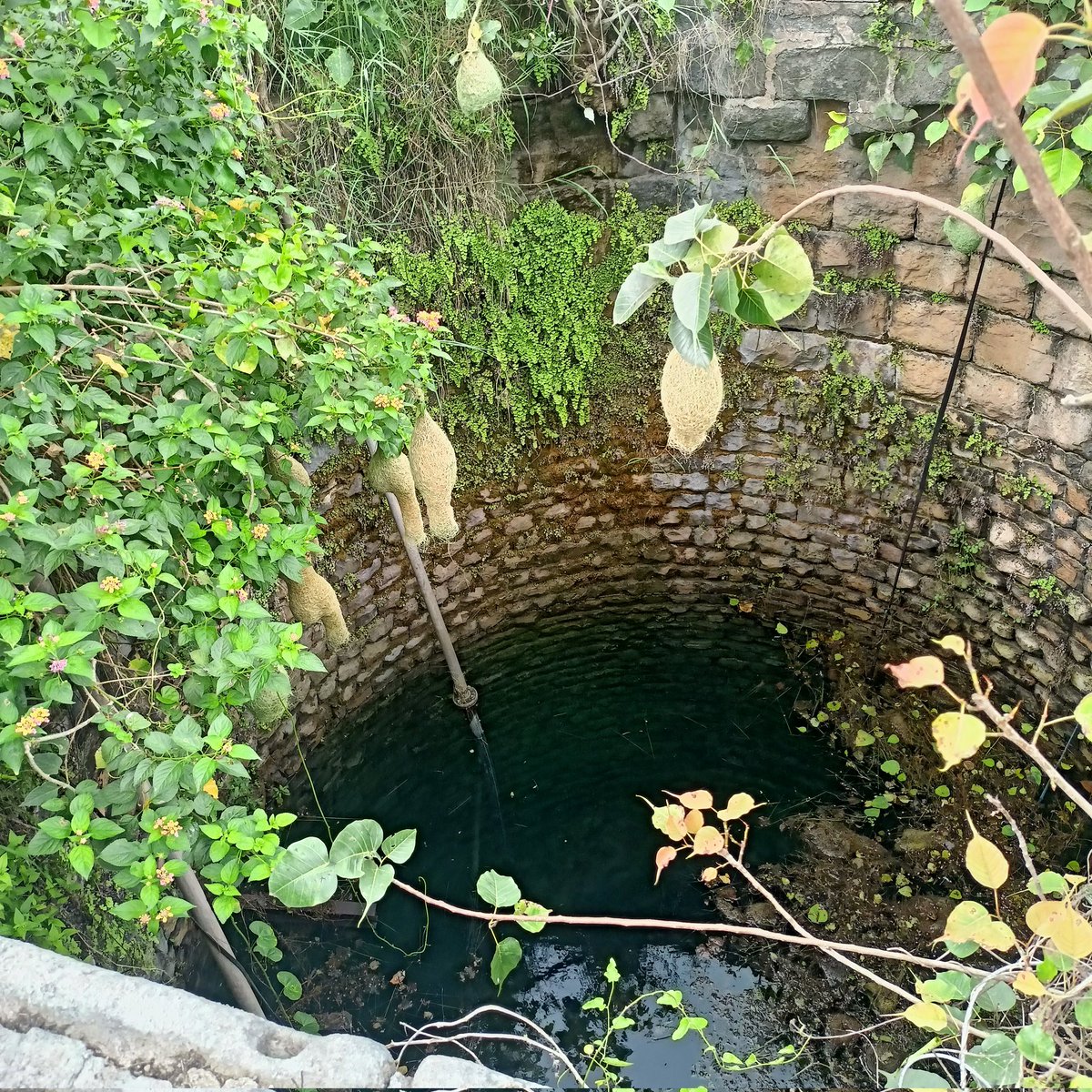 Rajgurunagar's tweet photo. जुन्या विहीरी आणि त्यावर लटकलेले चिमण्यांचे खोपे डोळ्यांना सुखावतात...
🐦🐥
#खोपटं https://t.co/infso2NIes