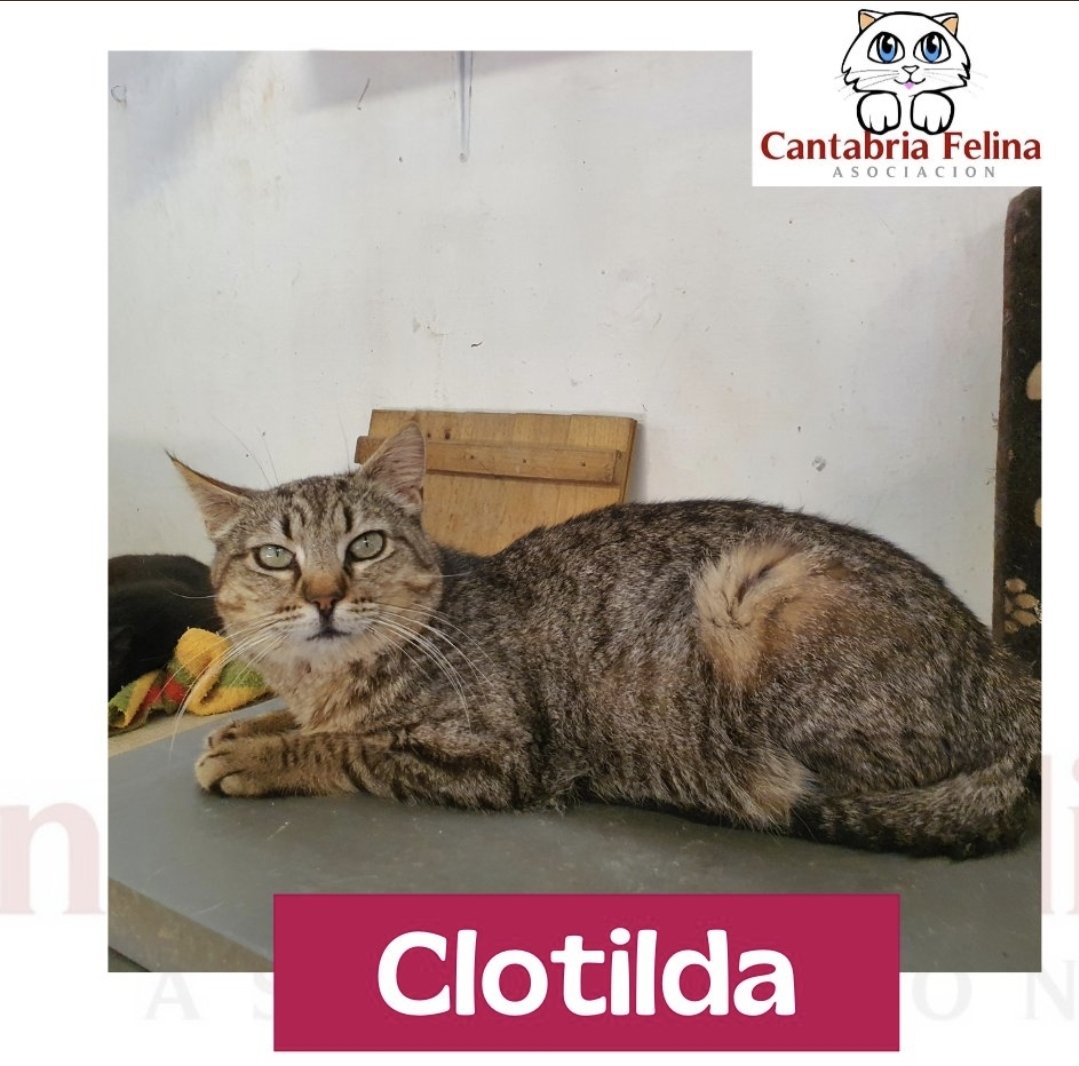Cloti❤️la gatita que te recibe nada más llegar con sus ronroneos pidiendo cariño,le da igual que sea conocido o desconocido mientras la puedas dar mimos ahí esta ella. Fue recogida a través del #CES y aquí la tenéis buscando #AdopcionResponsable.
#Cats
#Cantabria
#6Septiembre