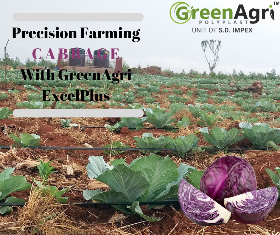 GreenagriP's tweet photo. Benefit your farms with a complete PACKAGE 🤩
By farming with #greenagri for your CABBAGE 🥬
Inframe: Red Cabbage from the farms of @mharokhet getting irrigated with #greenagri #ExcelPlus
#FarmersFirstChoice 👨🌾
#MoreCropPerDrop #DripLines #greenagri #AgTech #Farming #greenagri https://t.co/dMaWeQIEpH