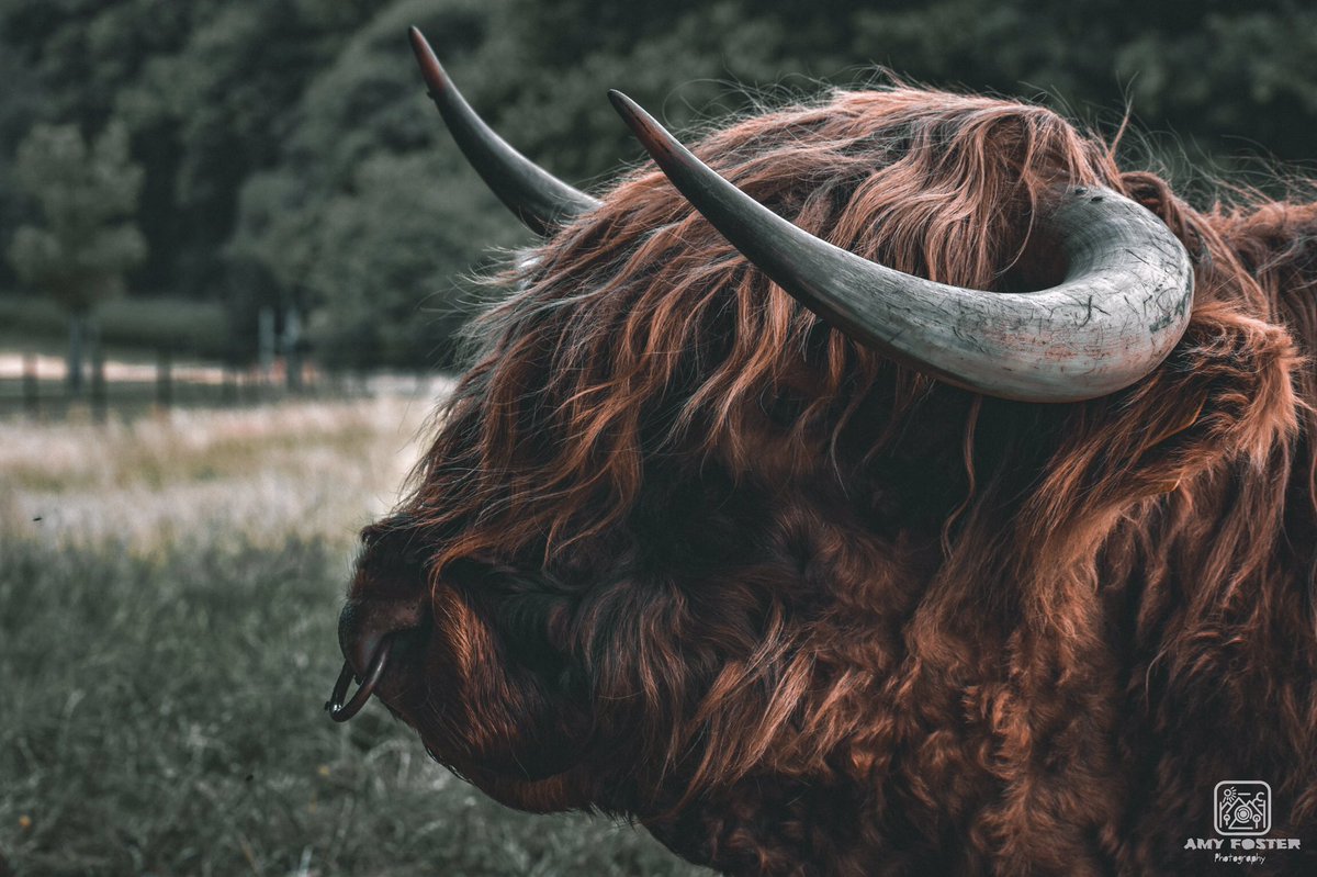 amyfoster_photo's tweet photo. Highland cow close up 🐮 

📸 Nikon D5600
✍️ Adobe Lightroom

#photography #photographer #Nikon #nikonphotography #nikoneurope #nikonownermagazine #nikond5600 #adobe #adobelightroom #photooftheday #photographersoftwitter #highlandcow #fluffycow #cow #nature #wildlifephotography https://t.co/9GyLrynxlz