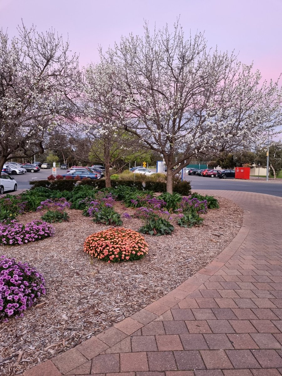 Spring is coming!! Mawson Lakes Campus <a href="/UniversitySA/">UniSA</a>