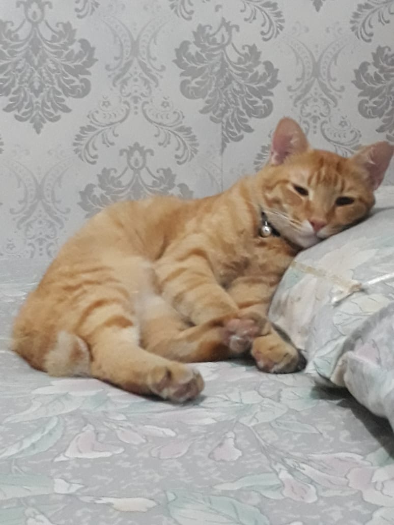 kochengfs's tweet photo. 🐈 Ini anak bungsuku, kalo tidur harus di kasur dan pakai bantal. https://t.co/mgVZ6GxJbv