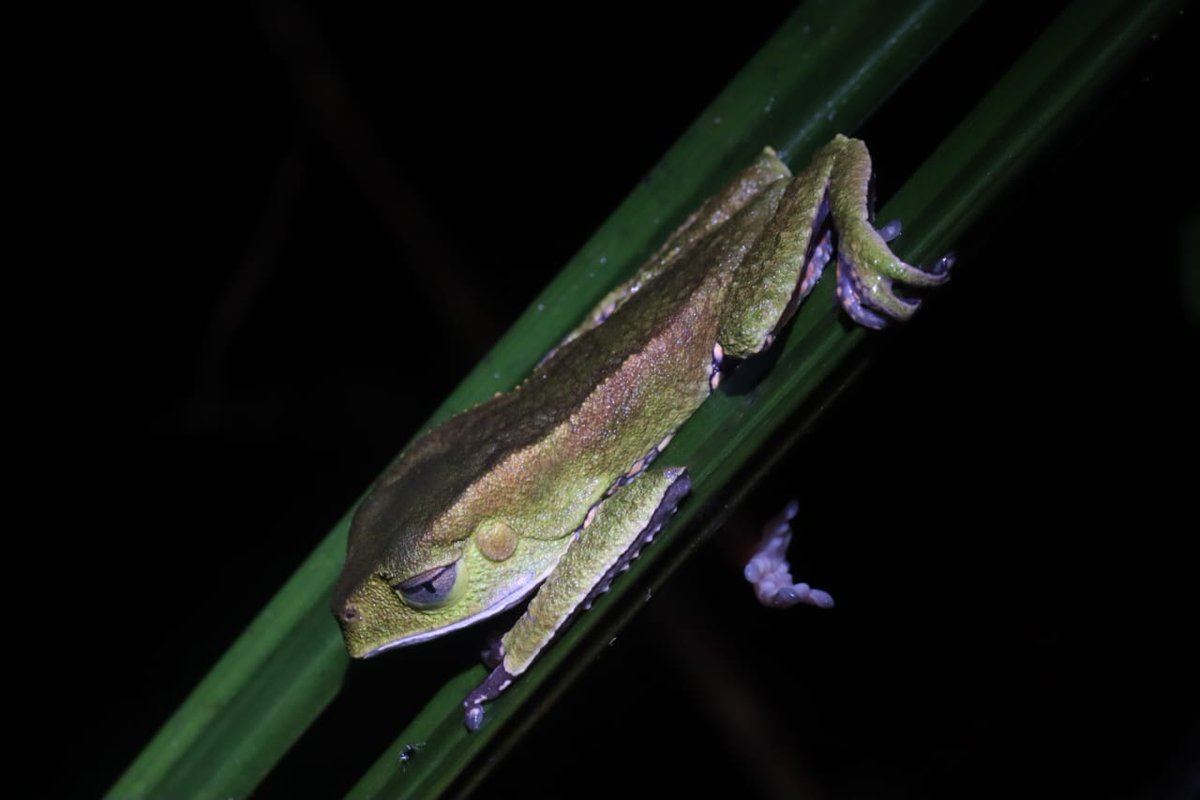 CNRS_Nouragues's tweet photo. #grenouille🐸#Phyllomedusa vaillanti sur sa feuille🍃croisée lors d'un travail nocturne🔦sur les #layons du camp #inselberg à @CNRS_Nouragues /#frog🐸#Phyllomedusa vaillanti on its leaf🍃crossed during a night work🔦on the #trail of the camp #inselberg at @CNRS_Nouragues / 📸 F.J https://t.co/MHmTYBJk8o