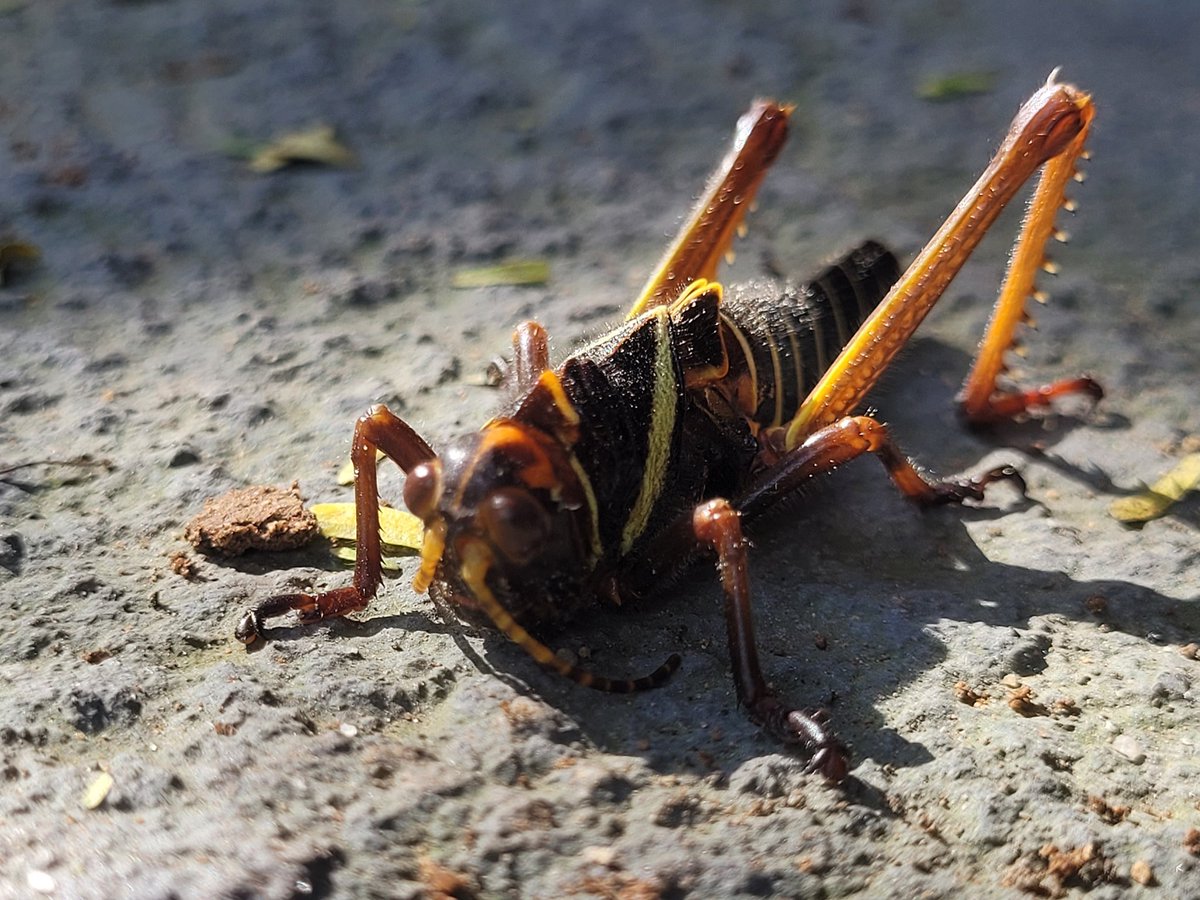 arDiloso3's tweet photo. Uma loucura sadia #ecology #fieldclass https://t.co/zioo1eg0aV