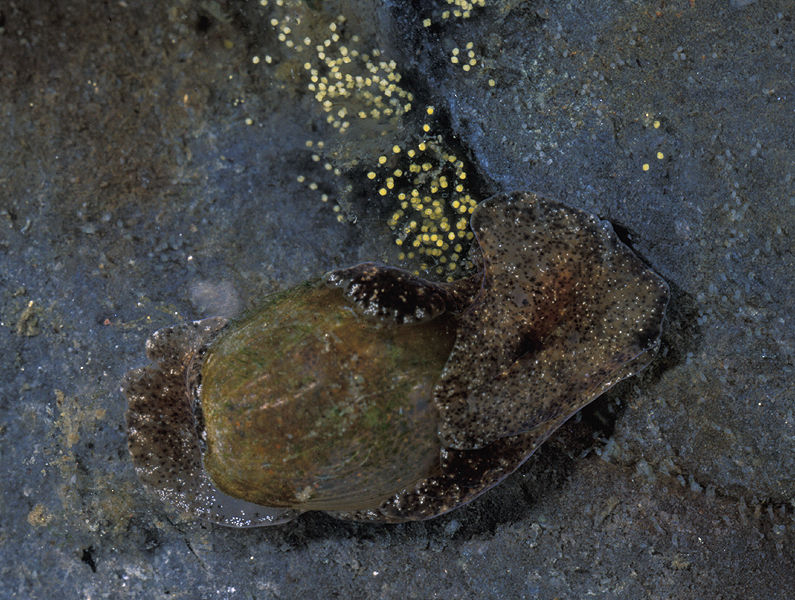 SERCinvasions's tweet photo. #InvaderABCs H is for Haminoea japonica! The Japanese Bubble-shell snail is a cephalaspidean sea-slug native to the NW Pacific from Japan to Hong Kong. It's found in shallow silt/mud substrates, rocky shores, oyster beds, marinas and more. 📷David Behrens https://t.co/3KPuVIHdHx https://t.co/LCAR9WVy0X