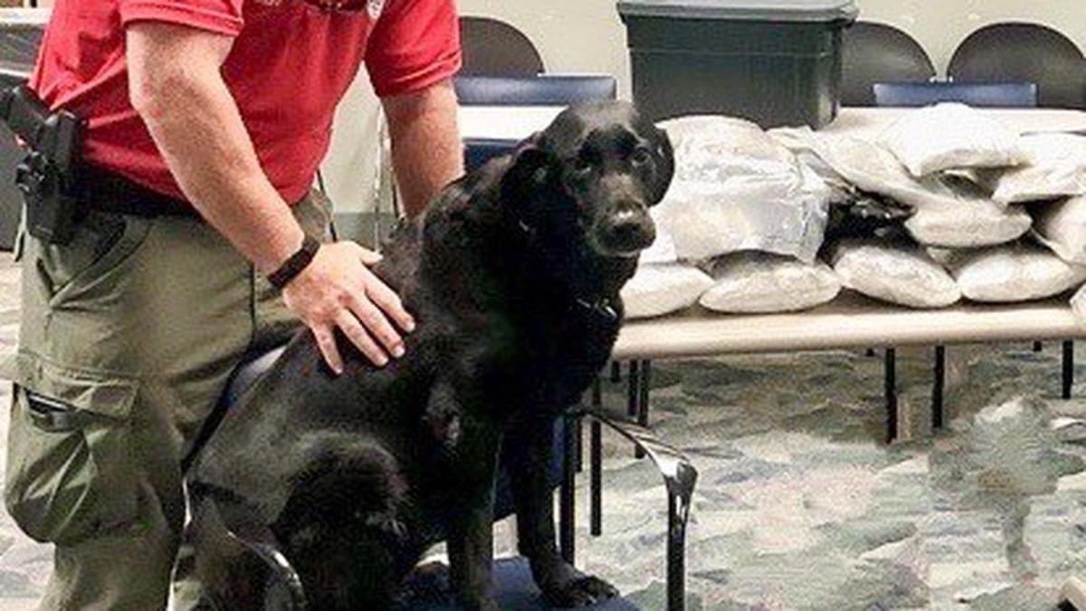 National Police Dog Foundation tweet media