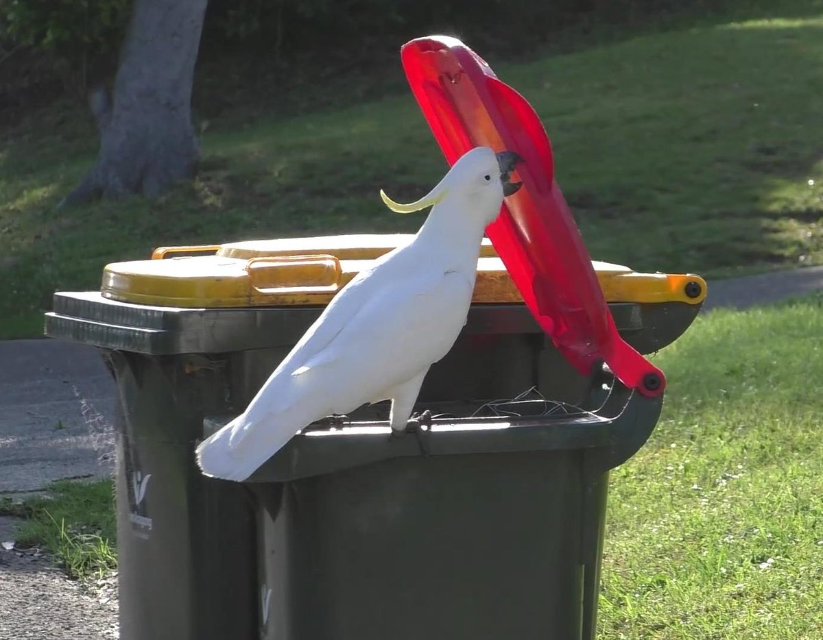 Our OZ-wide cockie bin-opening survey is on again! Please report whether or not you have seen cockies opening wheelie bins here: rebrand.ly/cockatoos
Please share across Australia and stay tuned for exciting results from the past surveys coming out in a few weeks!