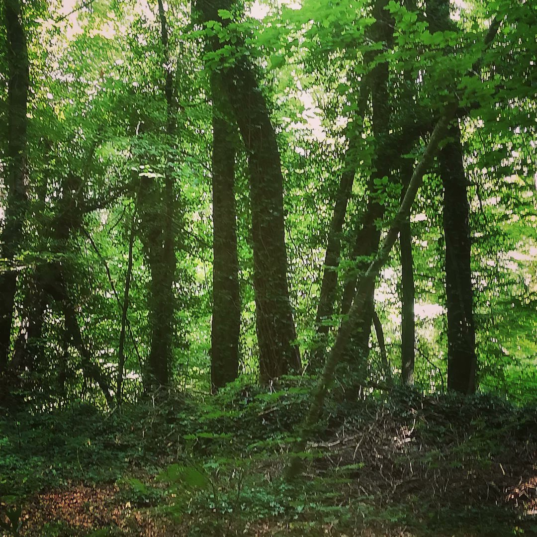 nmoradell1's tweet photo. Caminada Parc Natural Zona volcànica #Garrotxa #graderes #SantaMargarita #SantMiquelSacot #Fageda #paisatges #estiu22 https://t.co/QrcW3XojHm