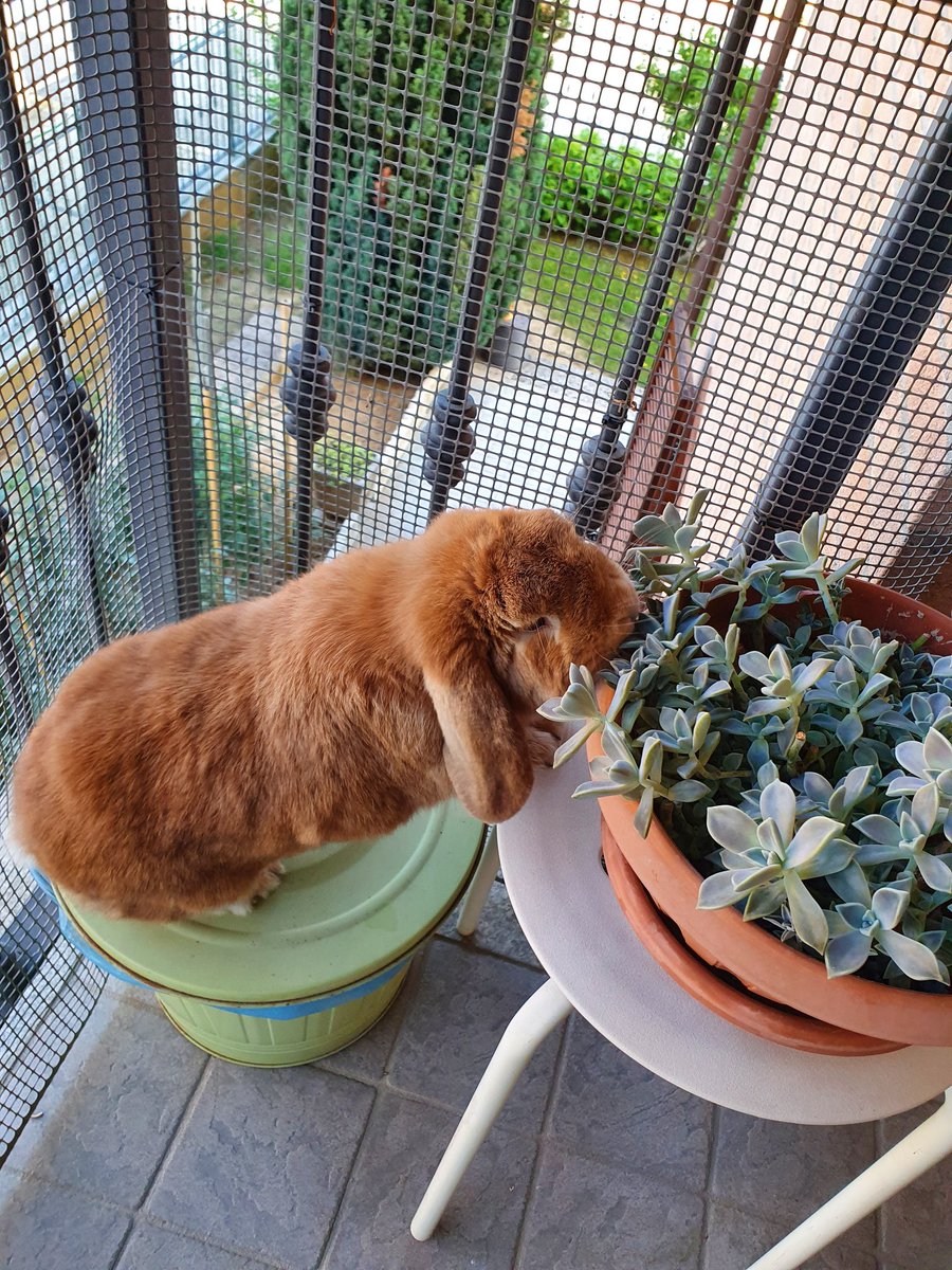 MaciLuna3's tweet photo. Beccato!!!! Monello!!! Per fortuna in tempo, mal di pancia evitato 😝🍀
Pianta spostata ovviamente 😅
Amo il mio monello 🥰
#bunnylovers #bunny #life #animals #coniglietti #amore #monello #adoro https://t.co/JtyFnRFAR6
