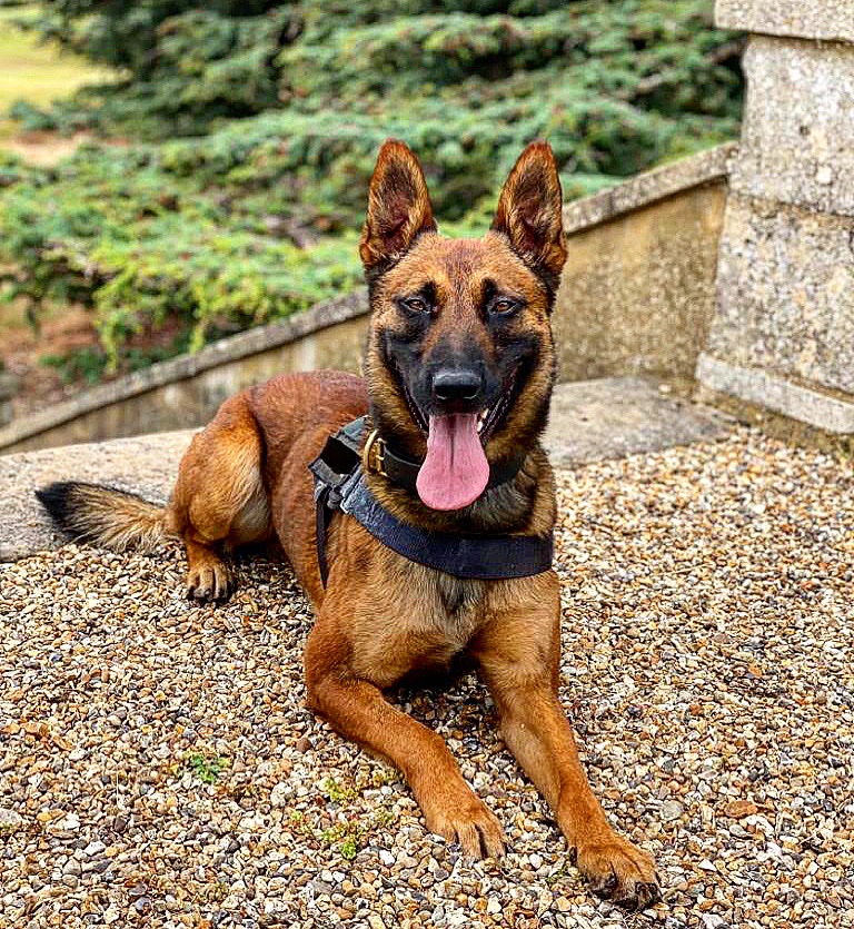 🐾PD Viper🐾 Last night a male suspected of committing a serious assault against a female fled an address. Officers from @tvp_southbucks contained the area whilst PD Viper arrived, tracked and located the male hiding in some bushes. #teamwork @ThamesVP