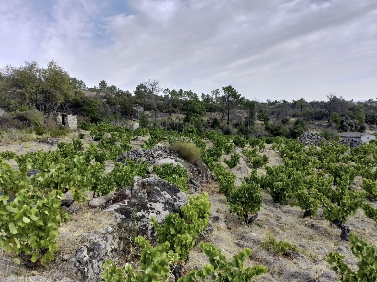 Ya ha empezado la #vendimia2022 para El Hombre Bala en la viña de Los Barrancos