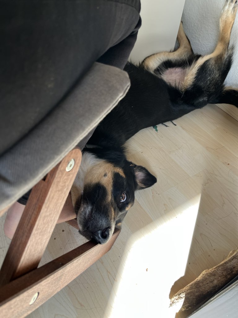 debbo934's tweet photo. @KinoAlyse Enjoy my crazy doggo, his name is Lumos, I hope he makes your day better😅 https://t.co/3Jw075roTy