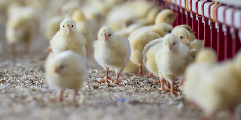 RoamTechnology's tweet photo. Because of insufficient #drinkingwater #disinfection, a Spanish broiler farmer had a slightly higher mortality rate than normal. To find out how Huwa-San TR-50 solved this problem, visit https://t.co/zOhtCywijE
#HuwaSan #sustainable #efficient #waterdisinfection #hygieneprotocol https://t.co/ifMWxdPleR