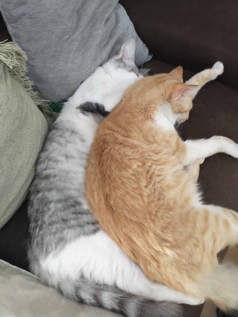 Babiborboleta13's tweet photo. Meus peludos 🥰♥️
#floquinho e #Caramelo https://t.co/4qq8GzlDUY