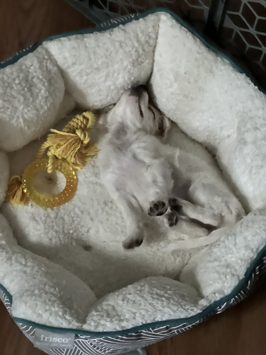 Morning cup of joy is watching this pup sleep 🥰. It’s the 🐾 for me ❤️