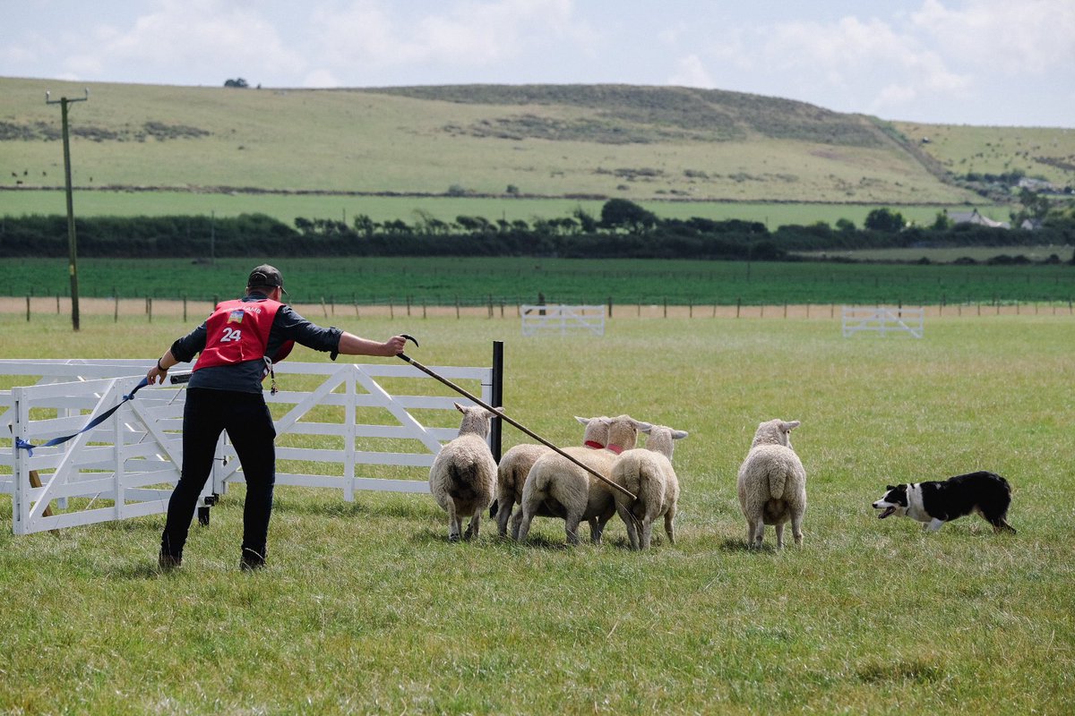 Sheepdog Editor tweet media